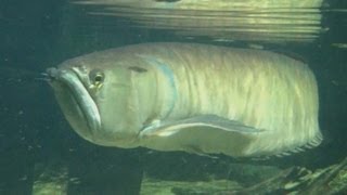 Download lagu [HD] Big silver arowana / Silbergabelbart @ Allwetterzoo Münster [6/30] mp3