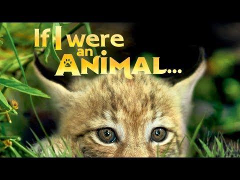 If I were an Animal... – Trailer Clip in HD