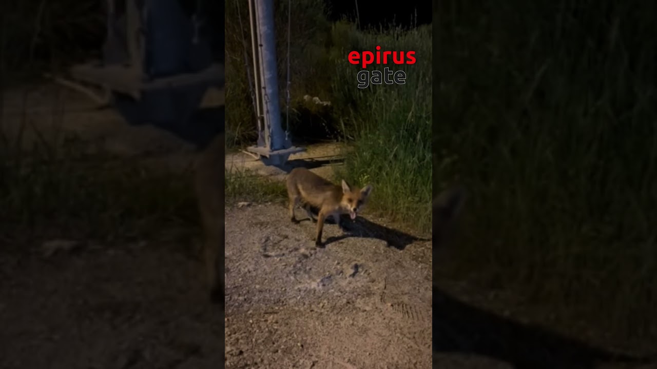 Η «Μάρω» της Εγνατίας: Η αλεπού που περιμένει κάθε βράδυ τους εργαζόμενους