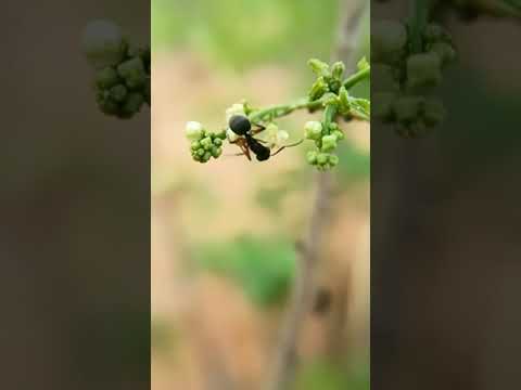 Ant videography | Macro lens😍