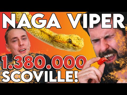 1,380,000 Scoville chili! Former WORLD RECORD HOLDER (Naga Viper Tasting) | ZSV #6