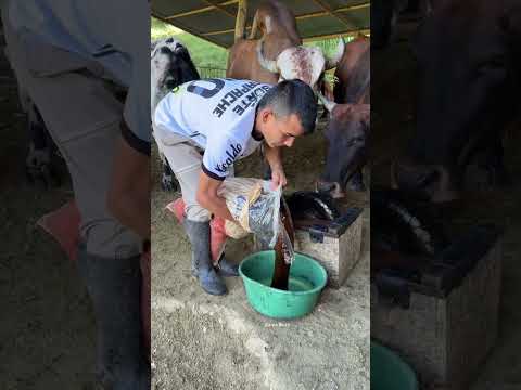 Man Built an Amazing Machine to Feed His Cows #cat #cats #catvideos