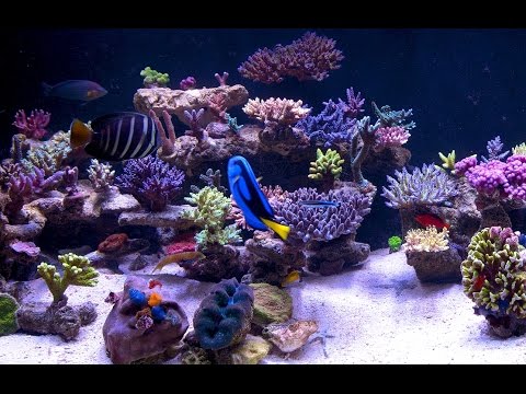My SPS Dominated Reef Tank - Close-up