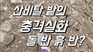산비탈 밭에는 돌이 얼마나 있을까. 이건 빙산의 일각. 0텐 포크레인으로 밭 만들기
