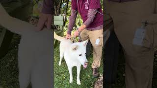 Video preview image #1 Siberian Husky-Unknown Mix Puppy For Sale in Pasadena, CA, USA