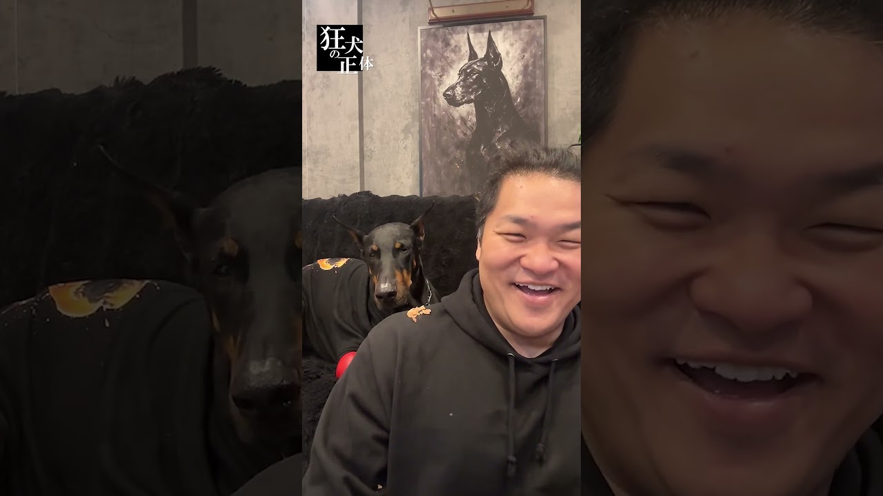 ベルの目を盗んでおやつを隠してみた #ドーベルマン #イタズラ