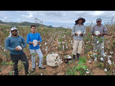Colheita de algodão na Fazenda Ouro Branco em Monte das Gameleiras-RN. 