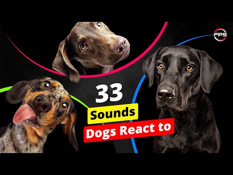33 Sounds Dogs React To - Play to Your Dog 🐶