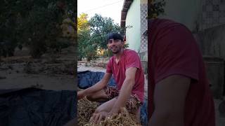 🌽 Fernando e Denilson abriram o silo...#shorts #shortvideo #song #short #shortsfeed #subscribe #sad 
