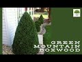 Green Mountain Boxwood - TN Nursery