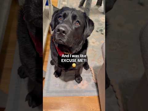 James - Black Lab