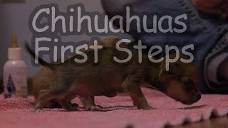 Chihuahua First Steps
