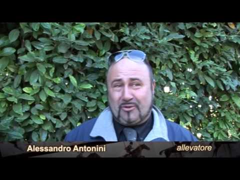 SRV ANTONINI PALMIERI CANTER