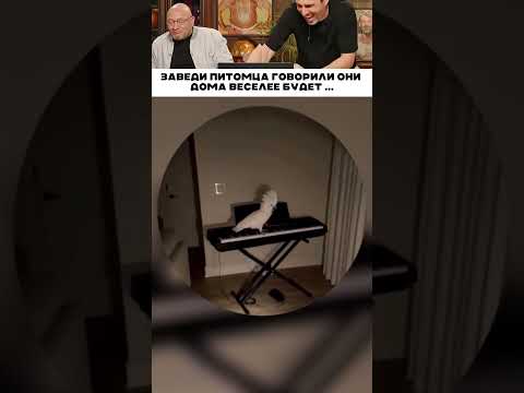 Заведи питомца говорили они 😅