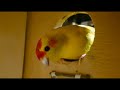 How To Candle A Fertile Bird Egg Breeding Kakariki Parakeets