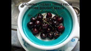 Growing Cherry trees from Store Bought Cherries