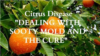 Citrus Disease "DEALING WITH SOOTY MOLD AND THE CURE" #CITRUS  #CITRUSDISEASE