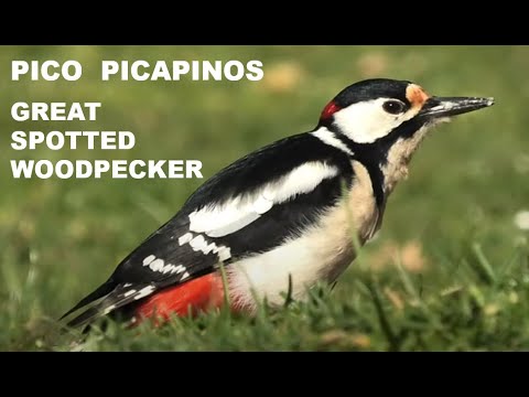 PICO PICAPINOS | GREAT SPOTTED WOODPECKER | Dendrocopos
