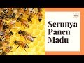 Serunya Panen Madu Langsung Di Peternakan Lebah Mitra Madu Tanjung