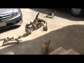 The Cat War Lebanon Cat Fight Epic Fail
