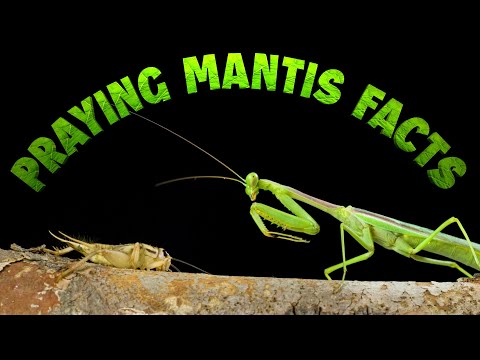 Praying Mantis Facts