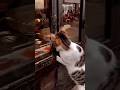 Omg Poor Cat Thanks For Helping The Cat Catlover Cat