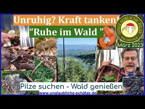 Pilz baden - Ruhe im Wald - Meditation beim Pilze suchen - findet eure Kraft mit dem Wald  März 2023
