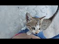 Orphan Kitten Climbing On Foster Dad When Feel Insecure