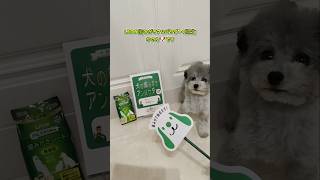 歯みがきシートチャレンジ🪥 #いぬすたぐらむ #犬 #dogstagram #toypoodle #いぬ #トイプードル #わんこ #はみがき #ライオン #犬の歯みがき #犬との暮らし #犬動画