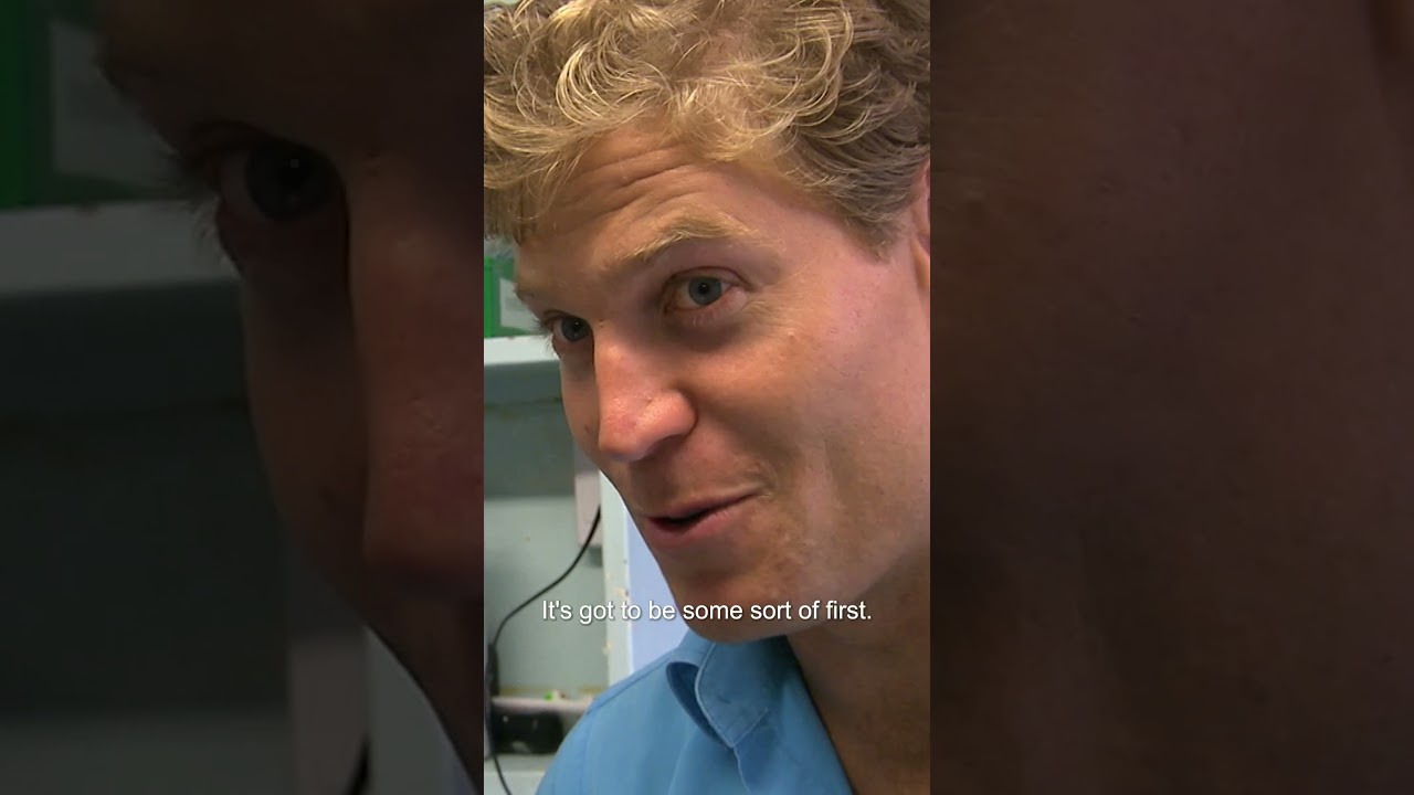 Penguin Struck by Paralysis Tick #penguin #tickseason #shorts