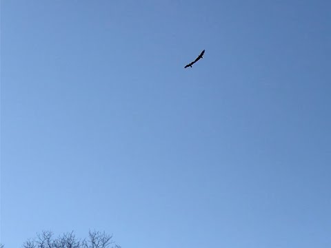 Arezoo Moseni Happy New Year 2021