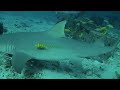 Beqa Fiji Diving The Apex Arena October 2026
