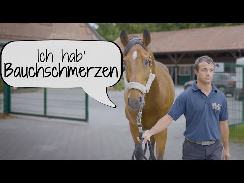 Gastroskopie 🔍  | Warum hat mein Pferd Magenschmerzen?😟