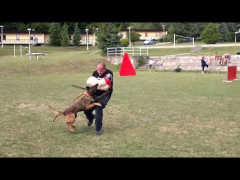 DOBERMANVIKEND,23 8 2013 CHRYSTAL ARGALASOV DVOR OBRANA,