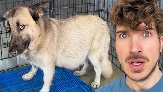 Rescuing a Pregnant German Shepherd With 24 Hours Left