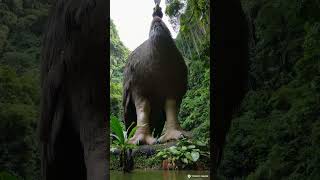 Download lagu Burung prasejarah ini juga disebut burung gajah. mp3