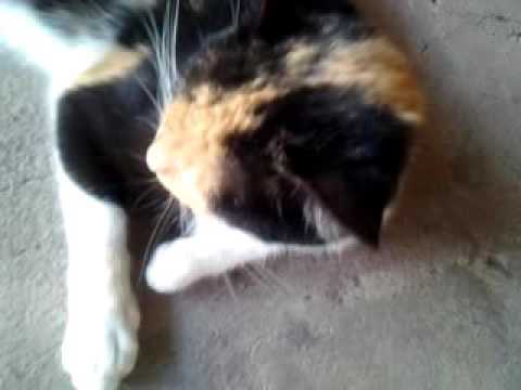 Gatos grasiosos del charito miguele�o