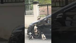 Jade 2।॥ True love hunter॥#animals #funny #reaction #hunting #love #newsong