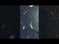 First Snowfall Shorts Happy New Year 2022