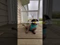 PIBBLE Pibble Tornado Ai