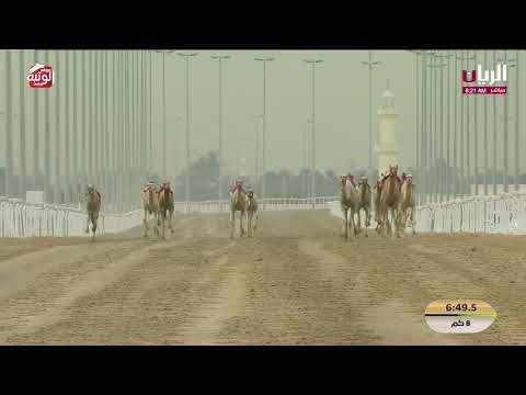 ش 4 (مبلش) لـ هجن الرئاسة 12:33:95 ، مهرجان ختامي الشحانية 2026/04/28 زمول