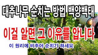 대추나무 순치는 방법이 왜 모두 다를까. 텃밭농부는 햇갈립니다. 이 원리 알면 그 까닭을 알 수 있습니다. …