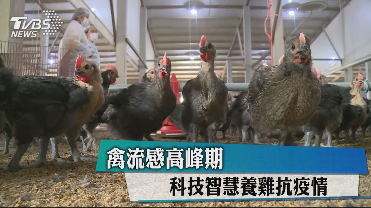 禽流感高峰期　科技智慧養雞抗疫情