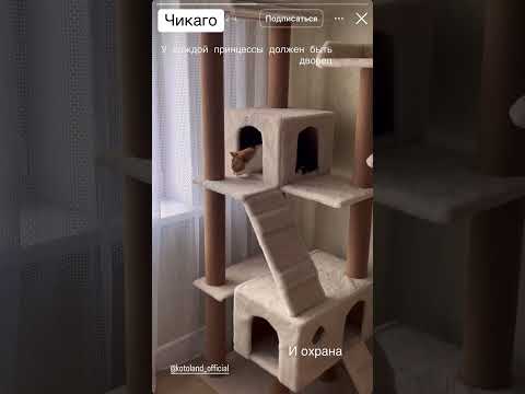 фото когтеточка, комплекс для кошек 0