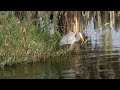 Heron Eating A Snake