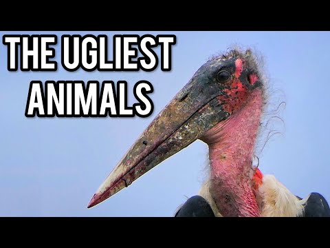 The 10 Ugliest Animals on Earth | WWTV