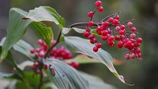 It Came Upon A Midnight Clear - Prague Symphony!  (CHRISTMAS ALBUM)