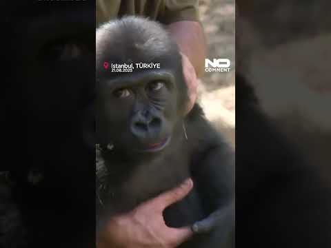 Young gorilla Zeytin prepares to go home after rescue in Istanbul #nocomment #youtubeshorts #shorts