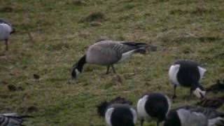 preview picture of video 'Richardson's Cackling Geese in Sligo, Ireland'