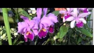 Orchid Flower Show in Santa Barbara